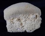 Eupatagus (Oymnopatagus) antillarum (COTTEAU 1875) - Bild &copy; FossNet FossilienStore